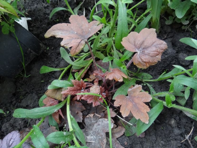 Redstone - Zile de mai