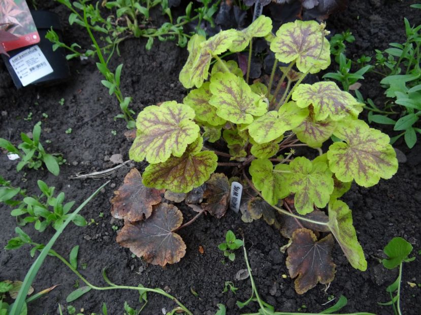 Solar Eclipse - Zile de mai