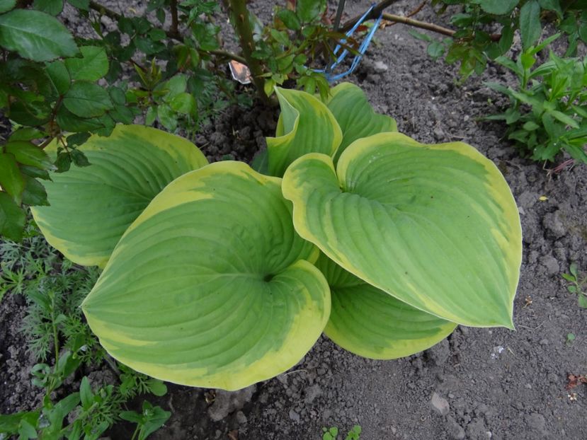 Moonsplit - Zile de mai