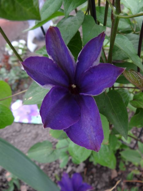 The President - Zile de mai