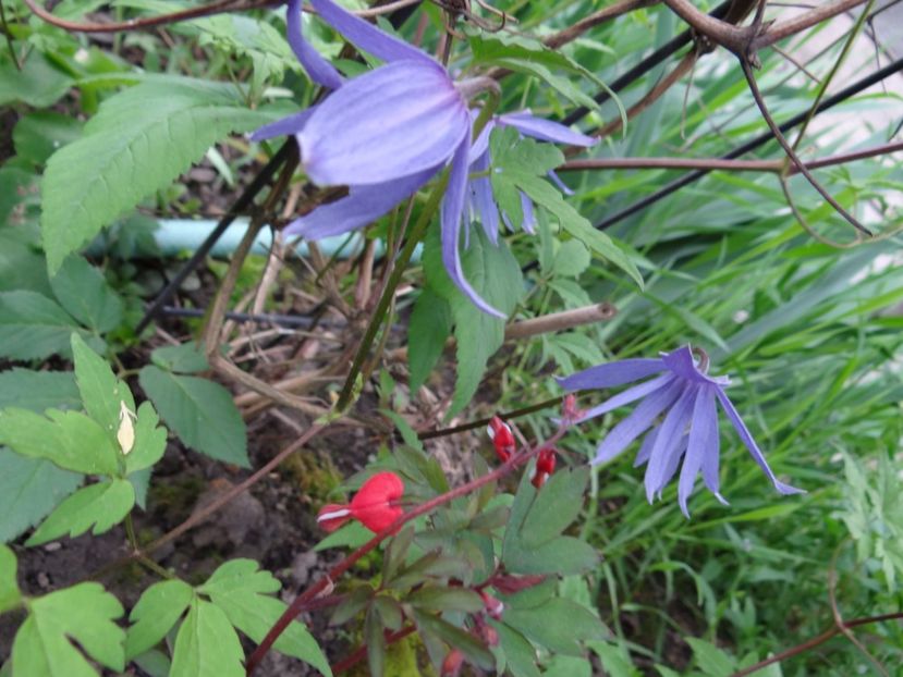 a inflorit dicentra Valentine - Zile de mai