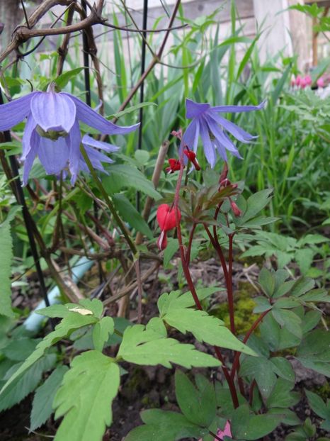 micuta si tenace, la umbra lui Frankie... - Zile de mai