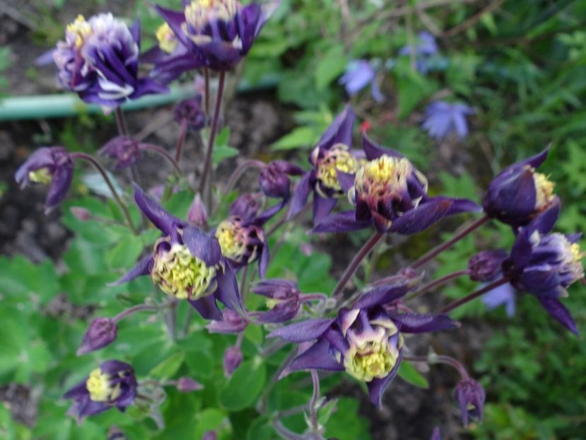 aquilegia Winky Blue-White - Zile de mai