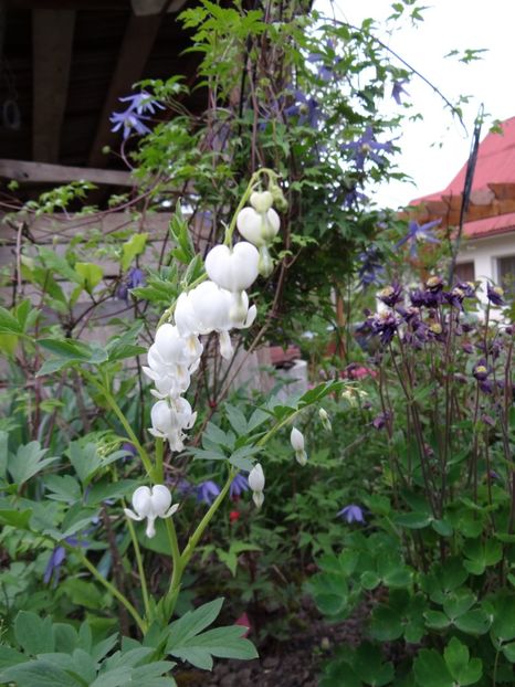 Dicentra alba - Zile de mai
