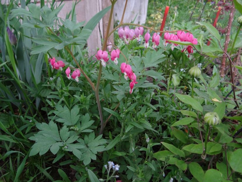 ...roz... - Zile de mai