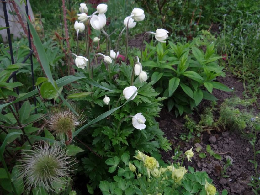 multumesc Flora :) - Zile de mai