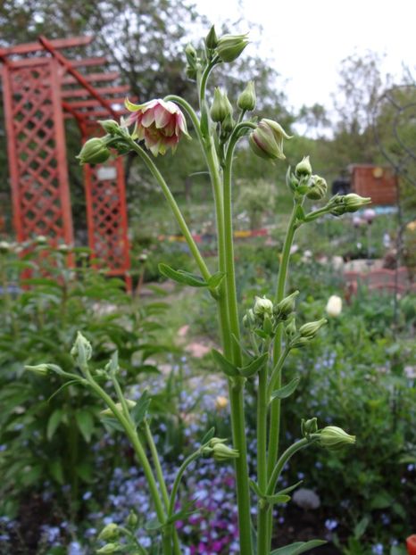 aquilegia stellata Nora Barlow - Zile de mai