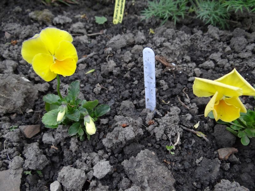 viola etain - Zile de mai