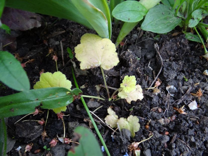 cand ma asteptam mai putin... - Zile de mai