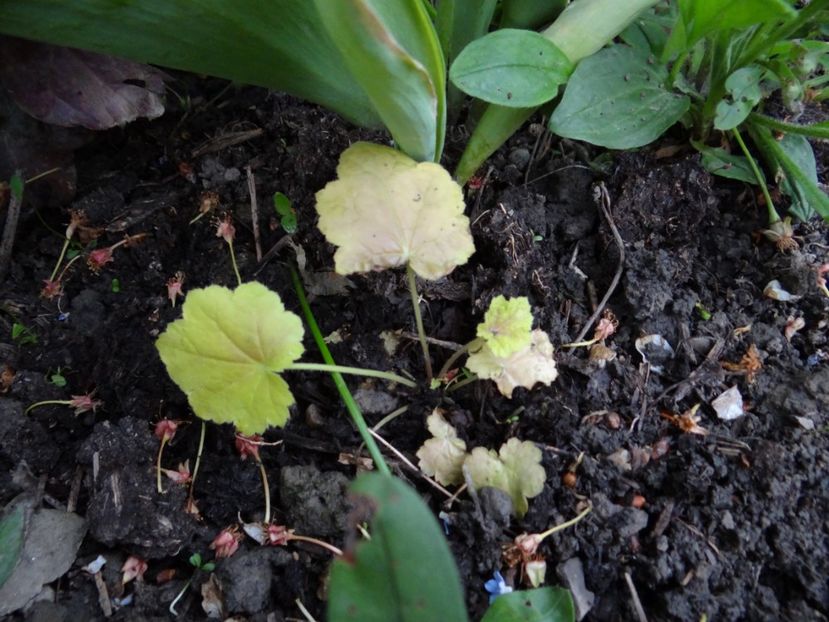 Tiramisu renaste din propria-i cenusa - Zile de mai