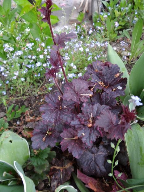 Midnight rose - Zile de mai