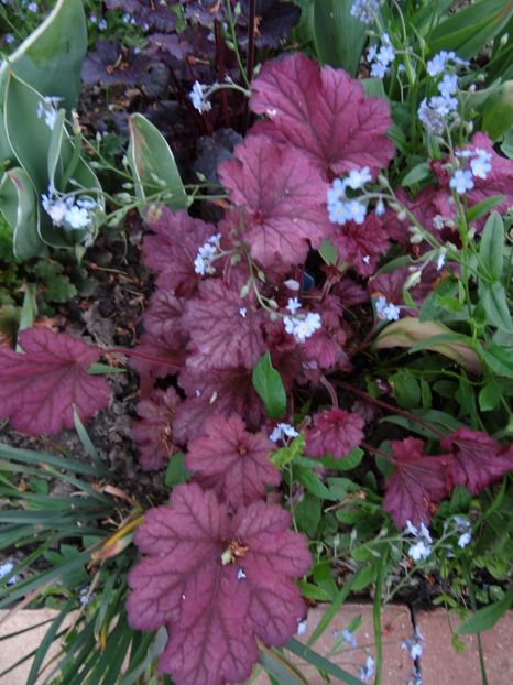 Georgia Peach - Zile de mai