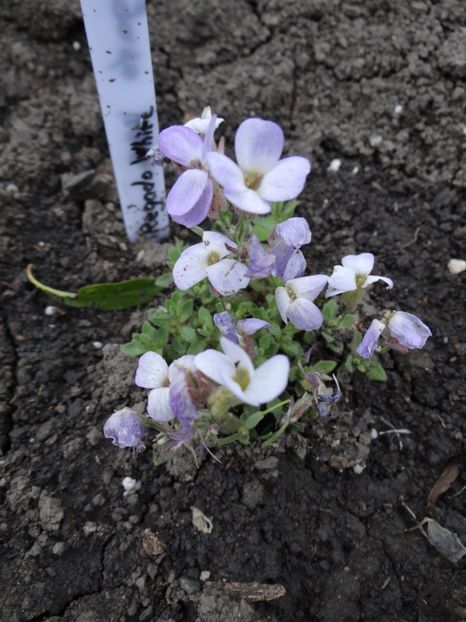 aubretia regado white - Zile de mai