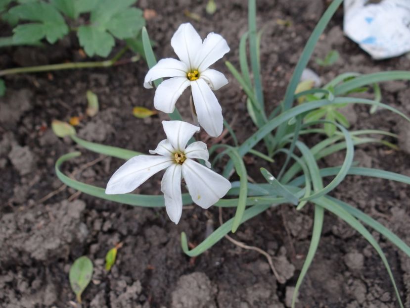 nu ii mai stiu numele :( - Zile de mai