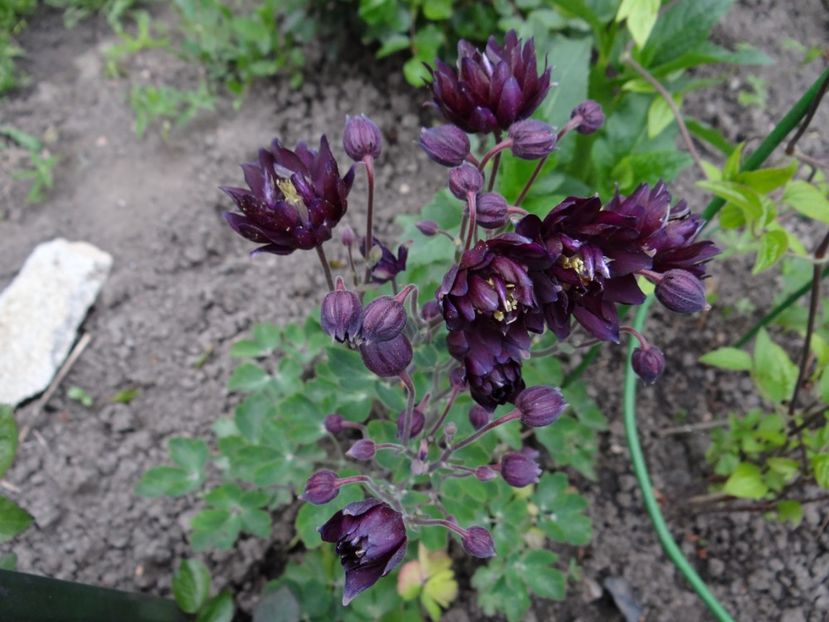 aquilegia Black Barlow - Zile de mai