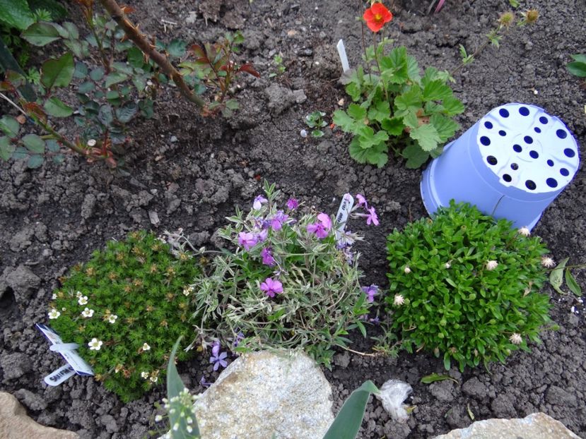 saxifraga, phlox amoena variegata si felicita... - Zile de mai
