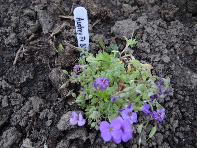 aubretia Audrey Blue - Zile de mai