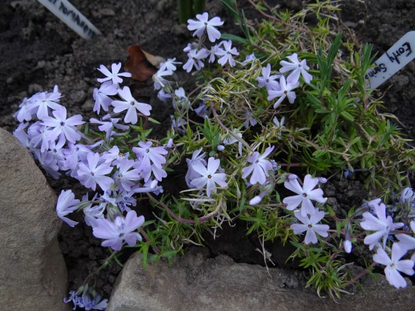 early spring lavander - Zile de mai