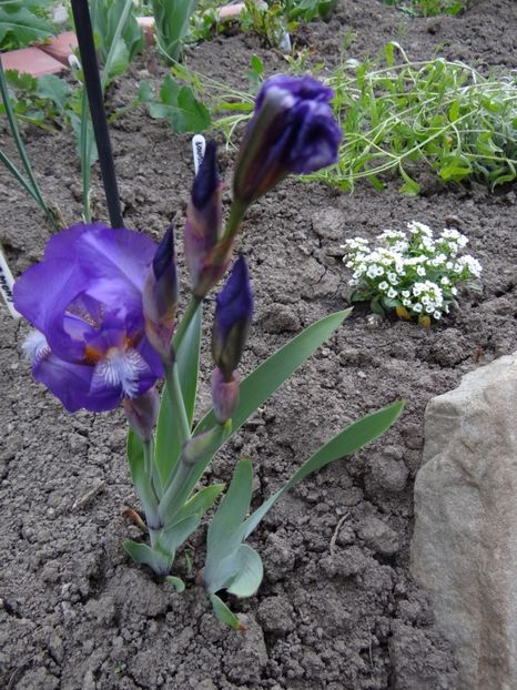 iris intermedia (cred) de la Florina ;) - Zile de mai