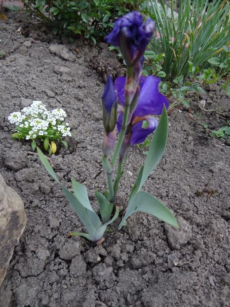 primul iris inflorit este de la Florina - Zile de mai