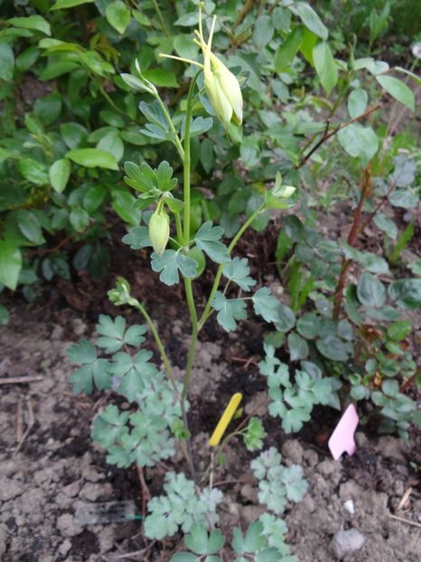 sper ca e Yellow Queen, obtinuta din seminte - Zile de mai