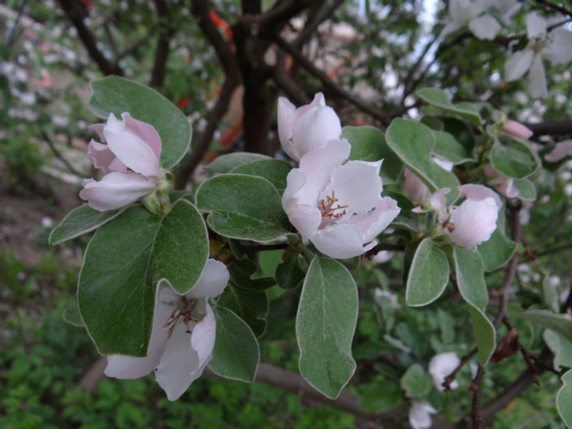 doar gutuii mai sunt infloriti - Zile de mai