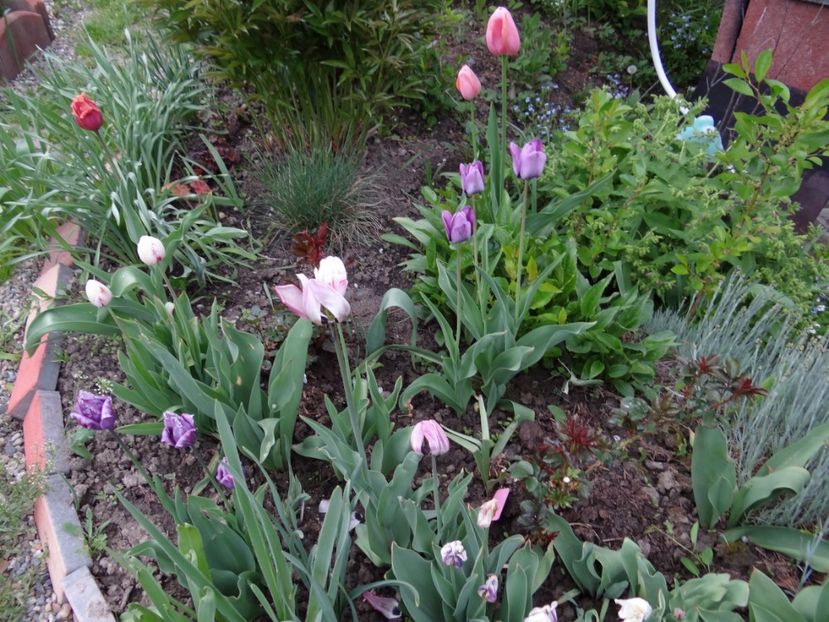 fel de fel - Zile de mai