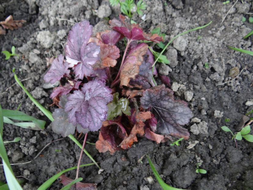 Plum Royale - Zile de mai