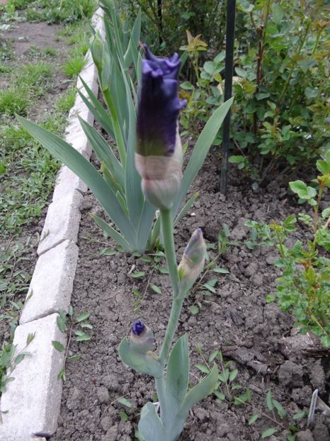 mai am un pic de asteptat... - Zile de mai