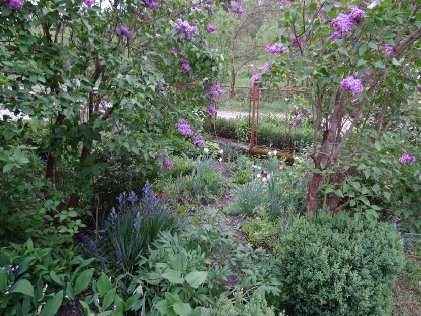 gradina soaptelor ;-) - Zile de mai