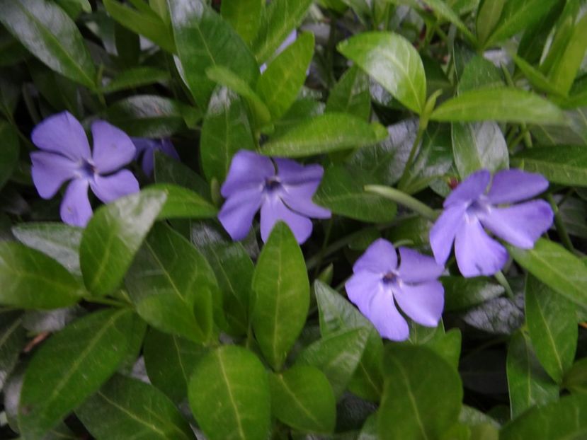 Vinca minor - Zile de mai