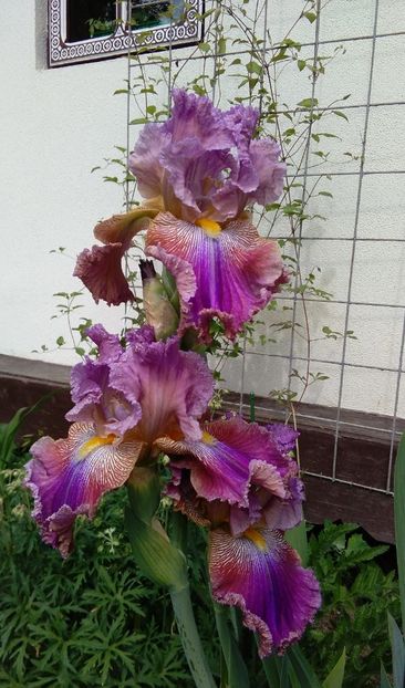 Barocco - 2017 irisi