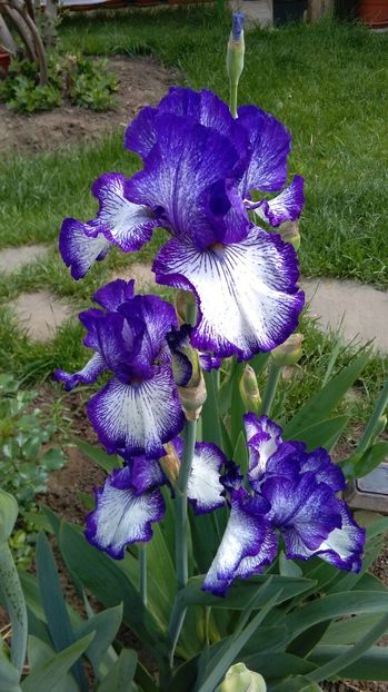 Art Deco - 2017 irisi