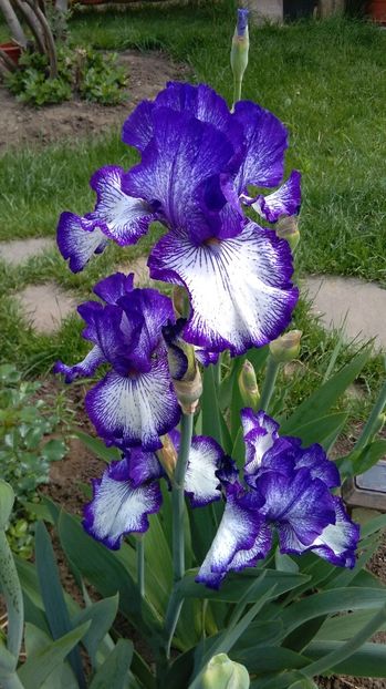 Art Deco - 2017 irisi