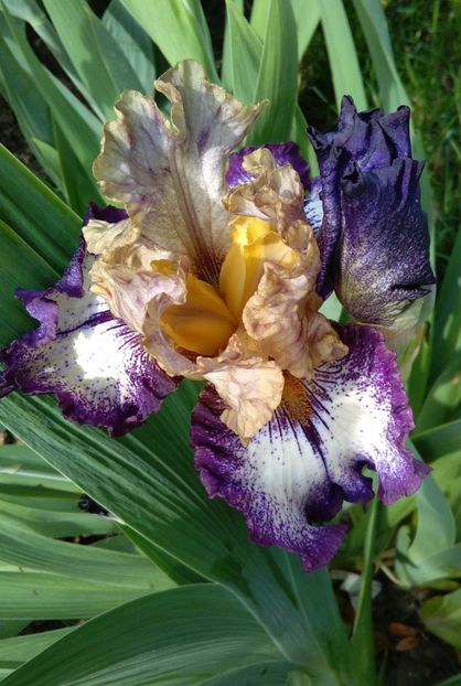 Morning Moon - 2017 irisi