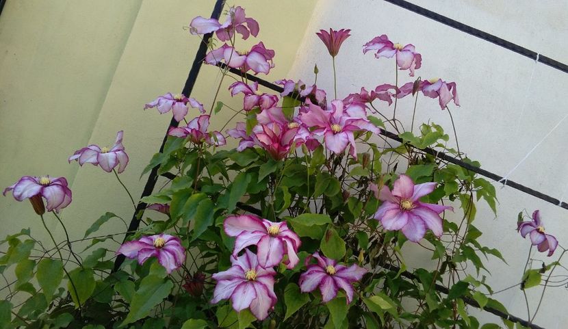 clematis Betty Risdon - 2017 clematite