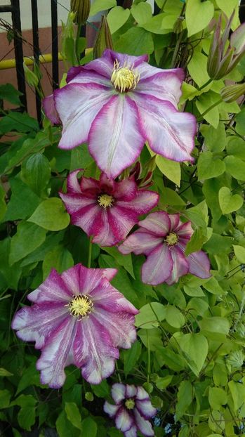  - 2017 clematite