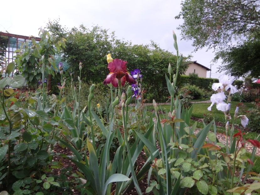 7 mai 002 - Gradina mea 2017