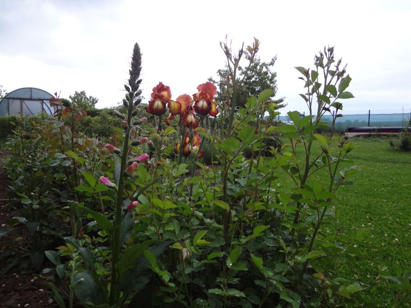 7 mai 003 - Gradina mea 2017