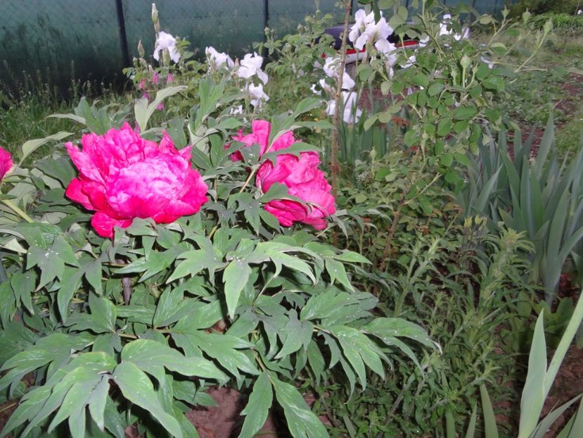 7 mai 006 - Gradina mea 2017