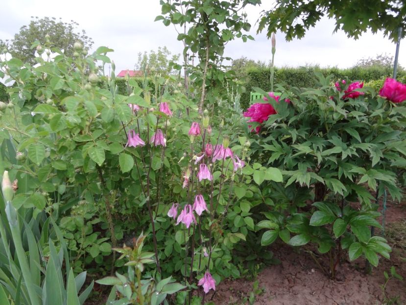 7 mai 007 - Gradina mea 2017