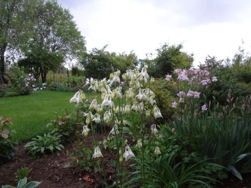 7 mai 010 - Gradina mea 2017