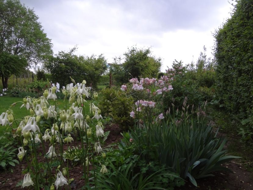 7 mai 011 - Gradina mea 2017