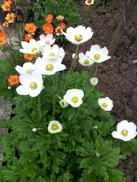  - 01-Flori din curtea mea 2017