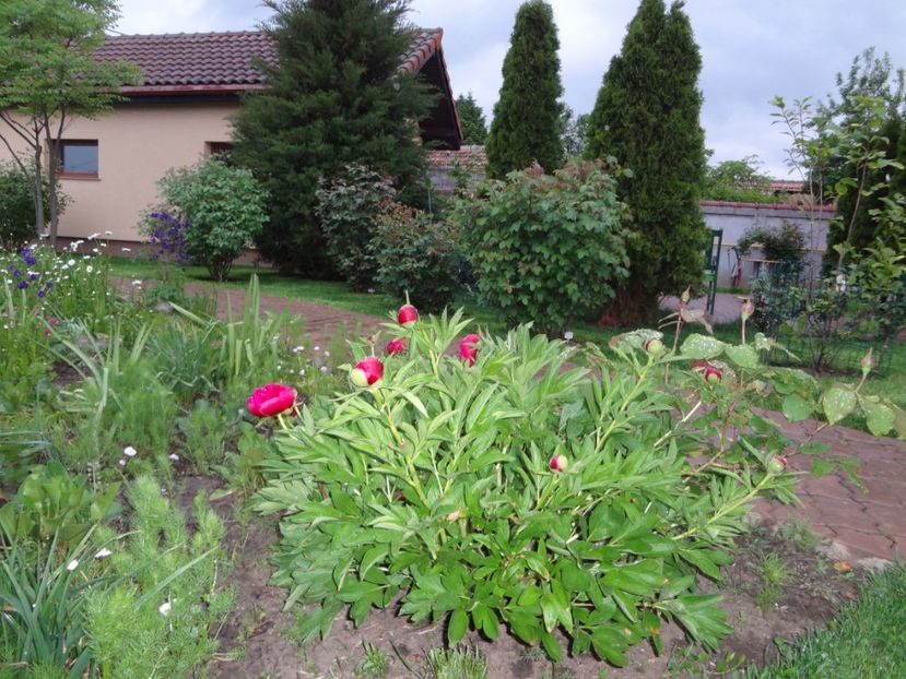 7 mai 019 - Gradina mea 2017