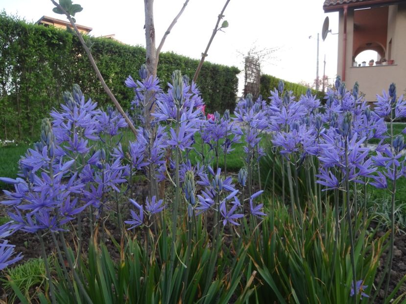 ap foto 019 - Gradina mea 2017