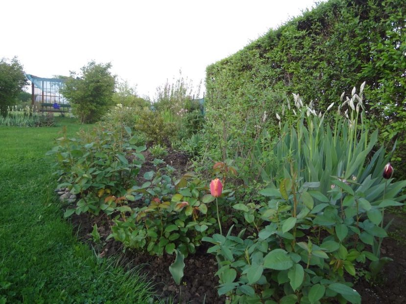 ap foto 020 - Gradina mea 2017