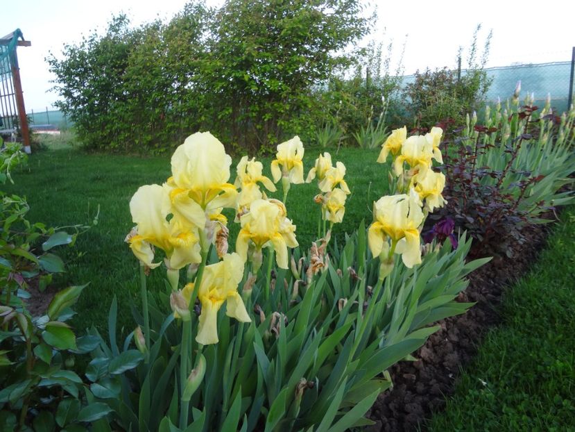 ap foto 021 - Gradina mea 2017