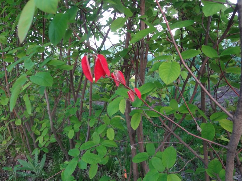 ap foto 024 - Gradina mea 2017