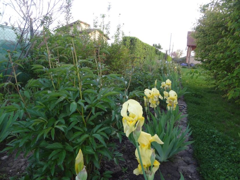 ap foto 025 - Gradina mea 2017